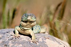 Perleidechse - Zum Vergroessern klicken!